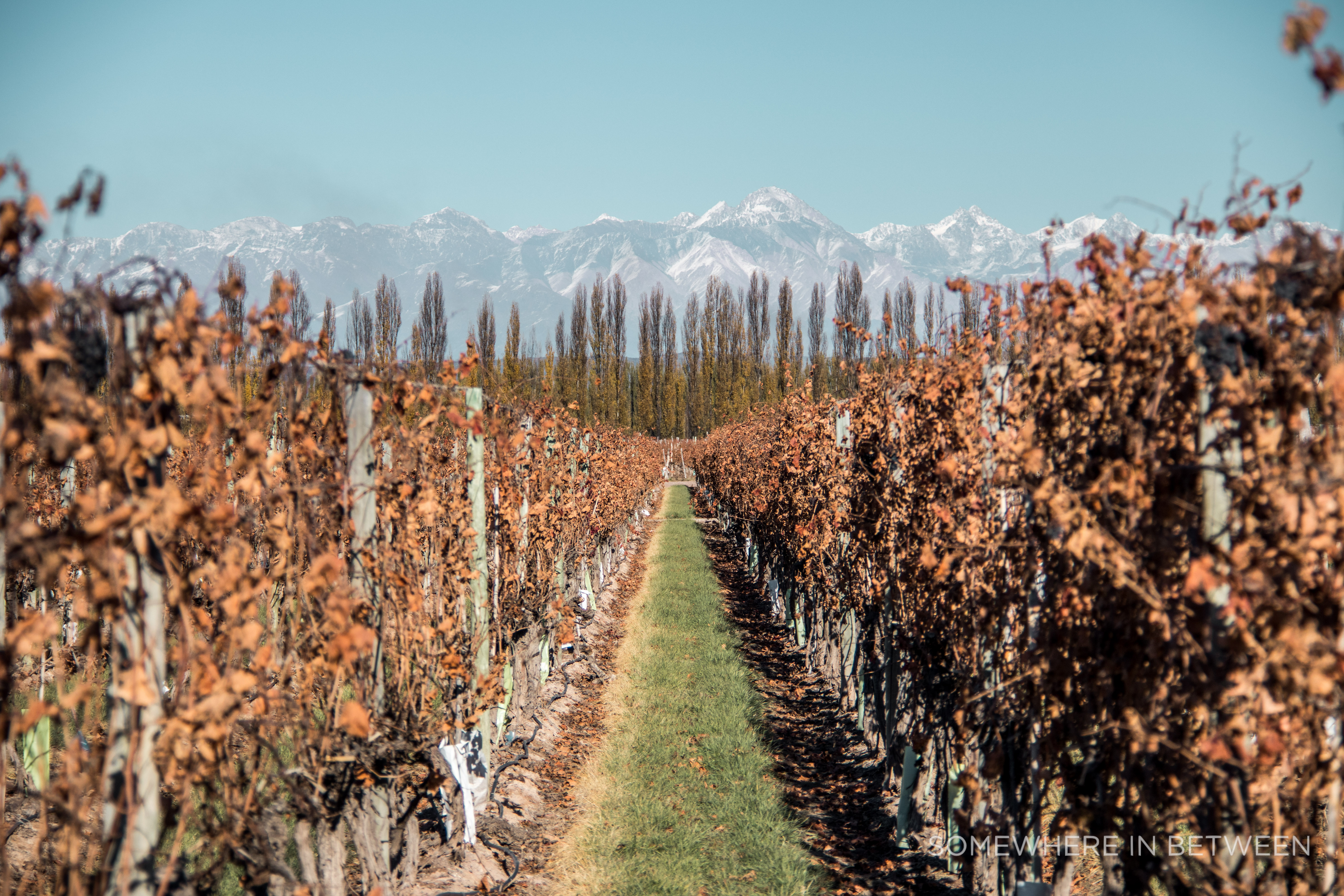 Mendoza | Luján De Cuyo Without A Tour | Somewhere In Between